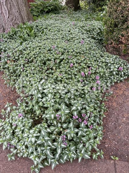 Pink blooms; Semi-evergreen