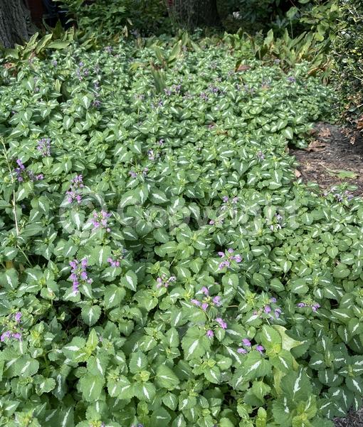 Pink blooms; Evergreen; Needles or needle-like leaf
