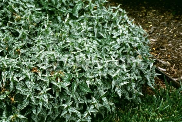 Yellow blooms; Evergreen