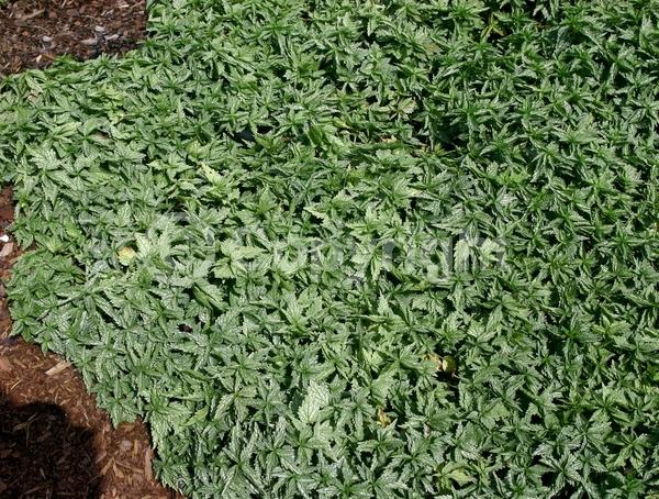 Yellow blooms; Evergreen