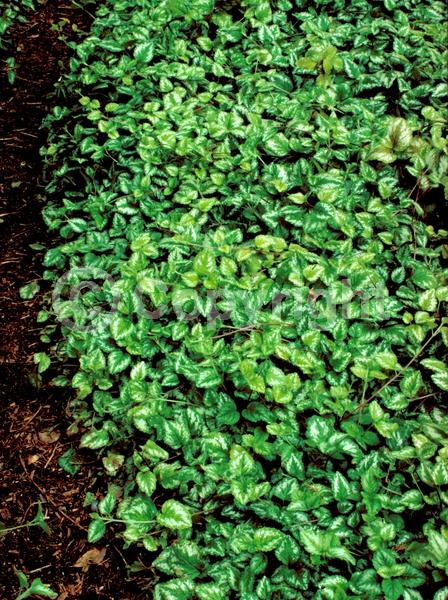 Yellow blooms; Evergreen; Needles or needle-like leaf