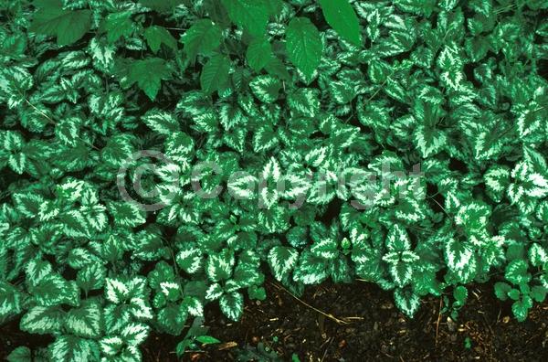 Yellow blooms; Evergreen; Needles or needle-like leaf