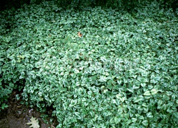 Yellow blooms; Evergreen; Needles or needle-like leaf