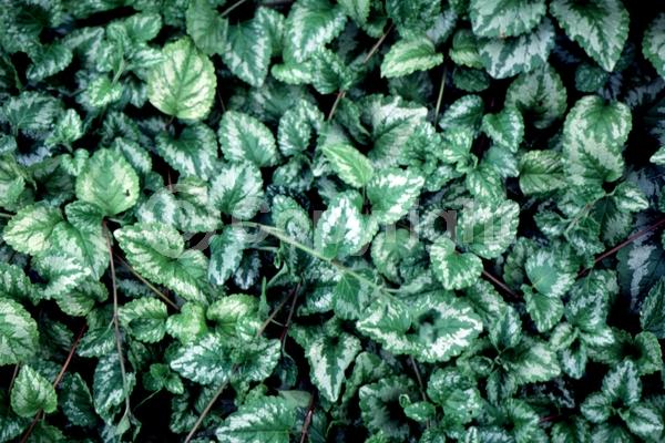 Yellow blooms; Evergreen; Needles or needle-like leaf