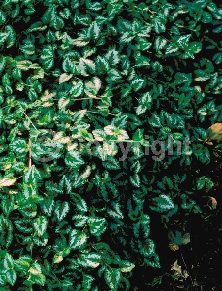 Yellow blooms; Evergreen; Needles or needle-like leaf