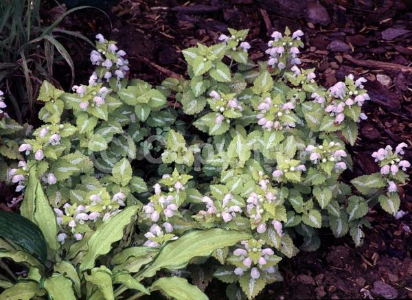 Pink blooms; Evergreen; Needles or needle-like leaf