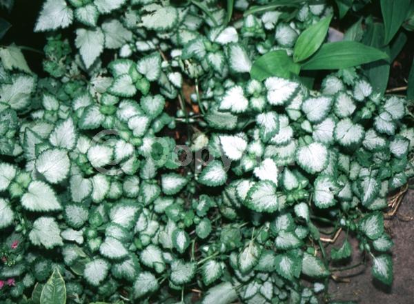 Pink blooms; Evergreen; Needles or needle-like leaf