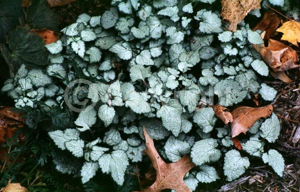 Pink blooms; Evergreen; Needles or needle-like leaf