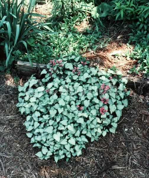 Pink blooms; Evergreen; Needles or needle-like leaf