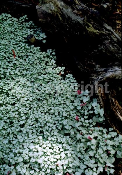 Pink blooms; Evergreen; Needles or needle-like leaf