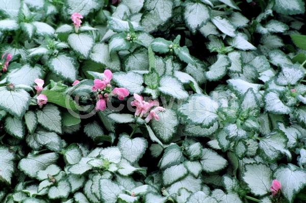 Pink blooms; Evergreen; Needles or needle-like leaf