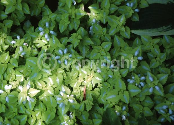 White blooms; Evergreen; Needles or needle-like leaf