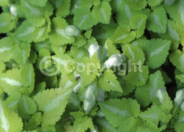 White blooms; Evergreen; Needles or needle-like leaf