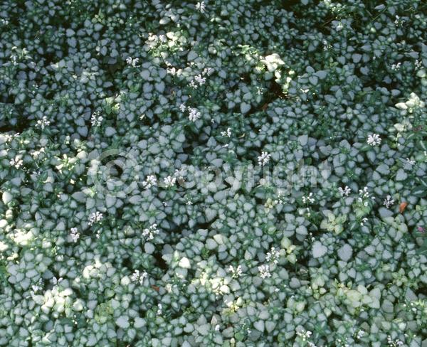 White blooms; Evergreen; Needles or needle-like leaf
