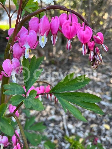 Red blooms; White blooms; Pink blooms; Deciduous; Broadleaf