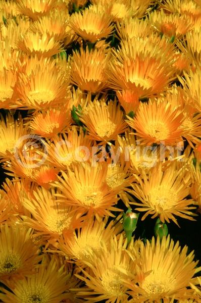 Orange blooms; Yellow blooms; Evergreen; Needles or needle-like leaf
