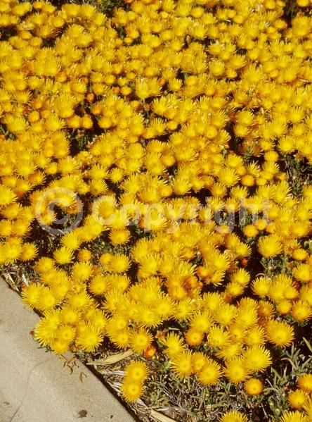 Orange blooms; Yellow blooms; Evergreen; Needles or needle-like leaf