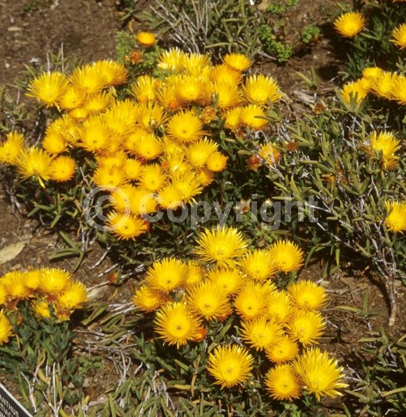 Orange blooms; Yellow blooms; Evergreen; Needles or needle-like leaf