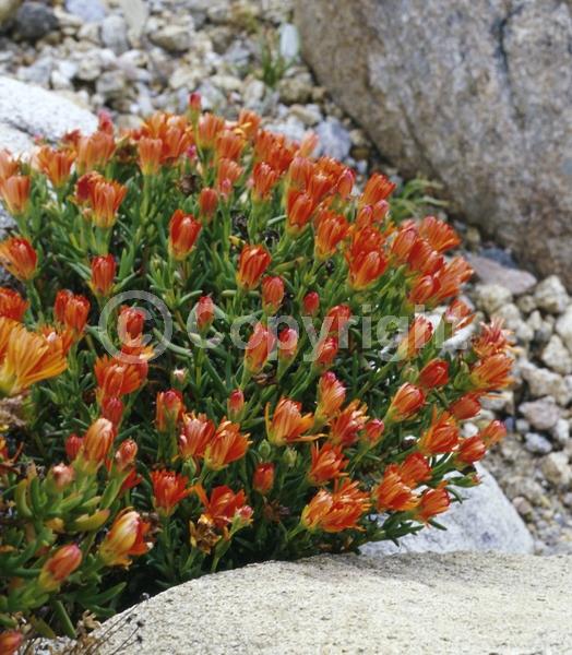 Orange blooms; Yellow blooms; Evergreen; Needles or needle-like leaf