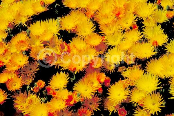 Orange blooms; Yellow blooms; Evergreen; Needles or needle-like leaf