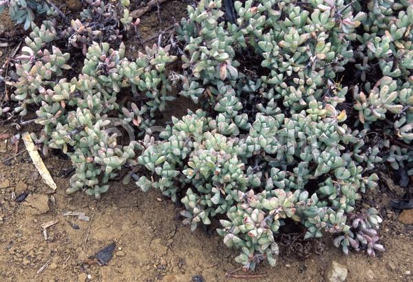 Red blooms; Pink blooms; Deciduous; Broadleaf