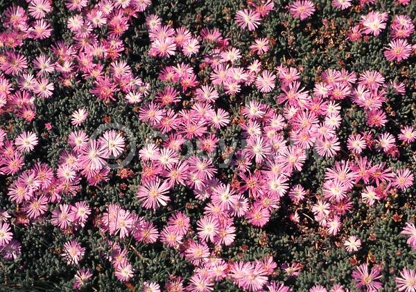 Purple blooms; Pink blooms