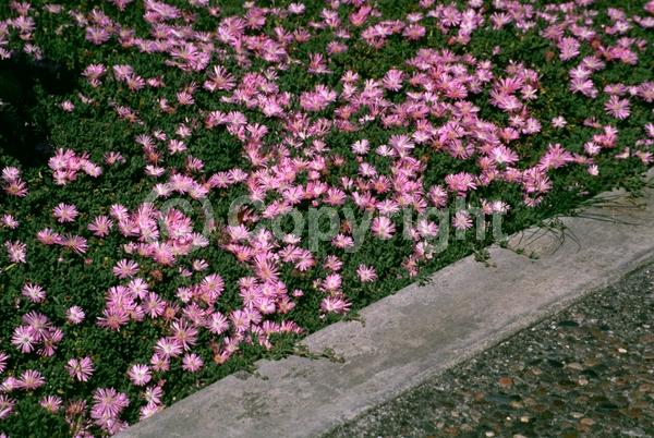 Purple blooms; Pink blooms