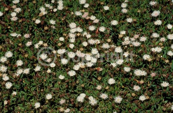 White blooms; Evergreen