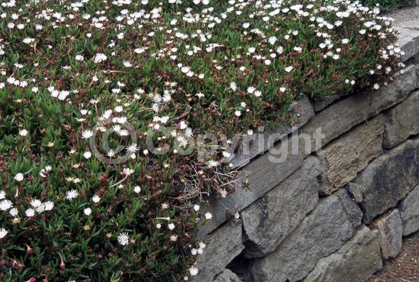 White blooms; Evergreen