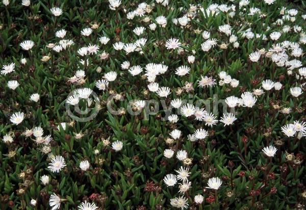 White blooms; Evergreen