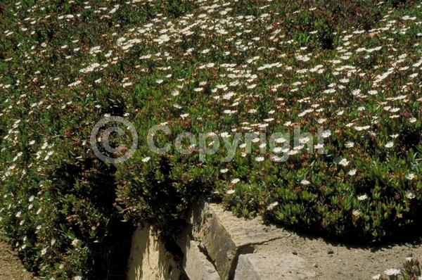 White blooms; Evergreen