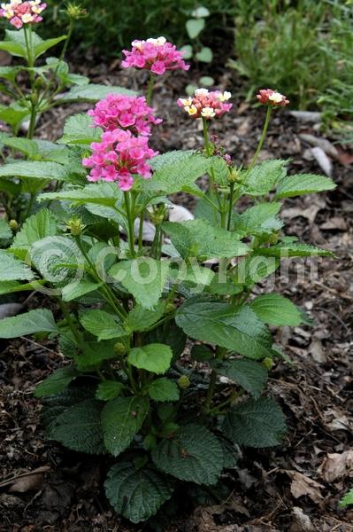 Yellow blooms; Pink blooms; Lavender blooms; Evergreen