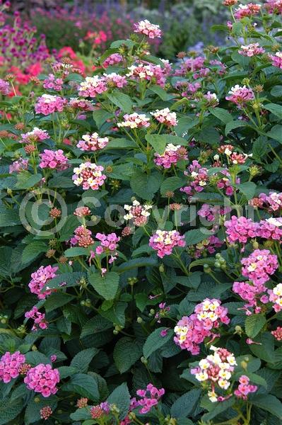 Yellow blooms; Pink blooms; Lavender blooms; Evergreen