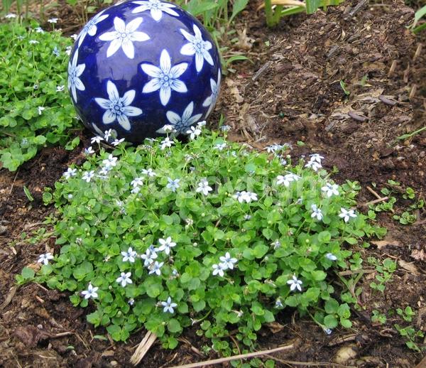 Blue blooms; Evergreen; Semi-evergreen; Broadleaf