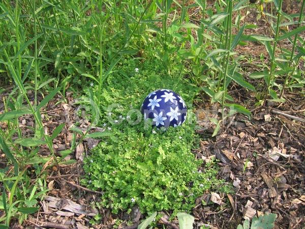 Blue blooms; Evergreen; Semi-evergreen; Broadleaf