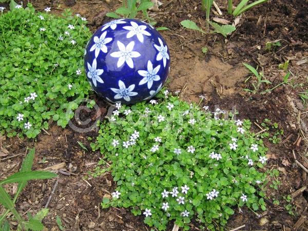 Blue blooms; Evergreen; Semi-evergreen; Broadleaf