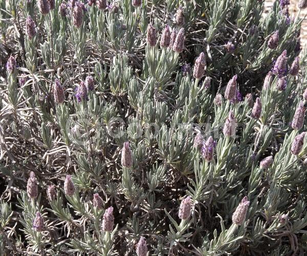 Purple blooms; Evergreen