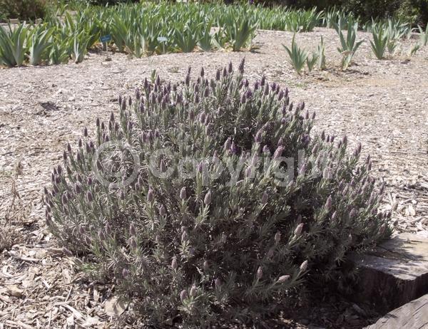 Purple blooms; Evergreen