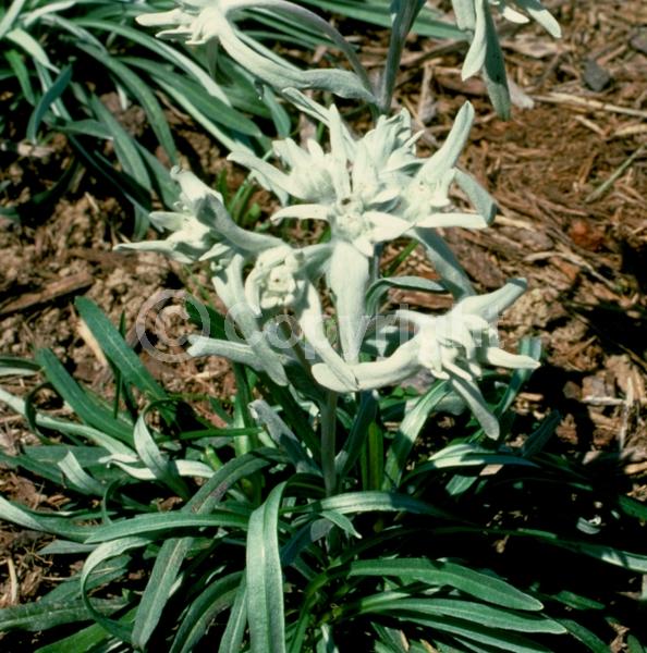 White blooms; Evergreen; Needles or needle-like leaf