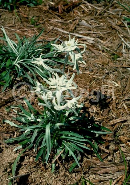 White blooms; Evergreen; Needles or needle-like leaf