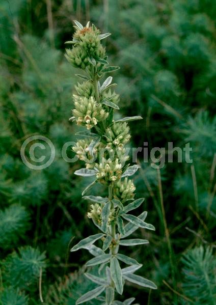 White blooms; North American Native