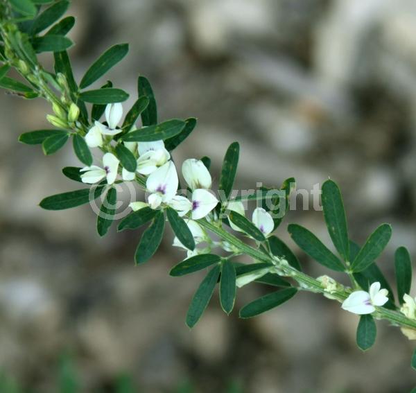 Yellow blooms; White blooms; Deciduous