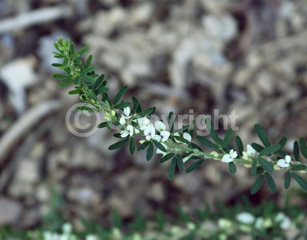 Yellow blooms; White blooms; Deciduous