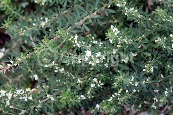 Yellow blooms; White blooms; Deciduous