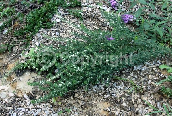 Yellow blooms; White blooms; Deciduous