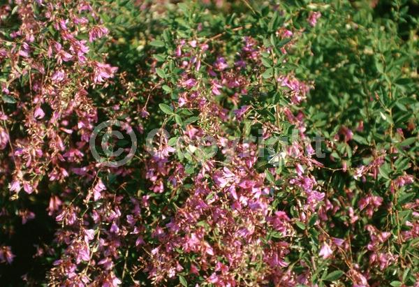 Purple blooms; Pink blooms; Deciduous; Broadleaf