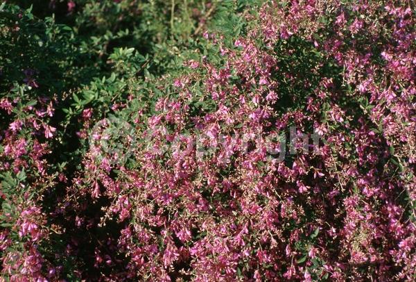 Purple blooms; Pink blooms; Deciduous; Broadleaf