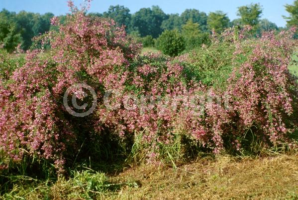 Purple blooms; Pink blooms; Deciduous; Broadleaf