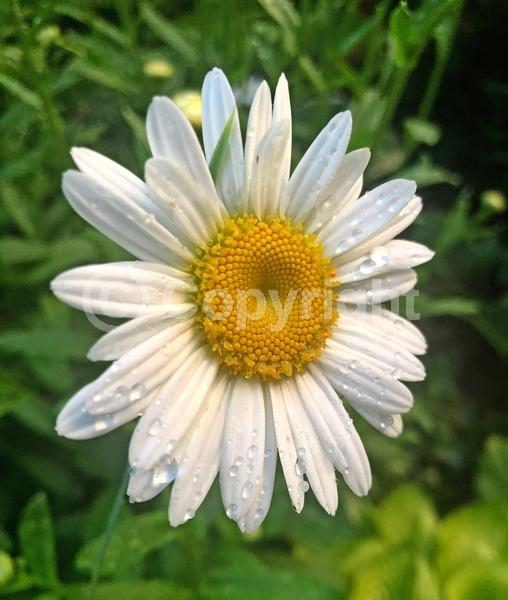 White blooms; Evergreen; Deciduous; Needles or needle-like leaf