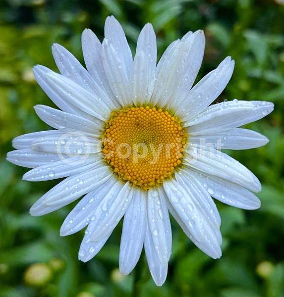 White blooms; Evergreen; Deciduous; Needles or needle-like leaf